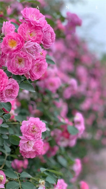 江陽薔薇開了！來一套田園寫真集不香嗎？