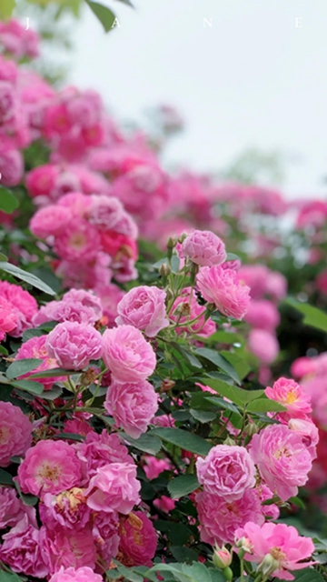 江陽薔薇開了！來一套田園寫真集不香嗎？(圖3)