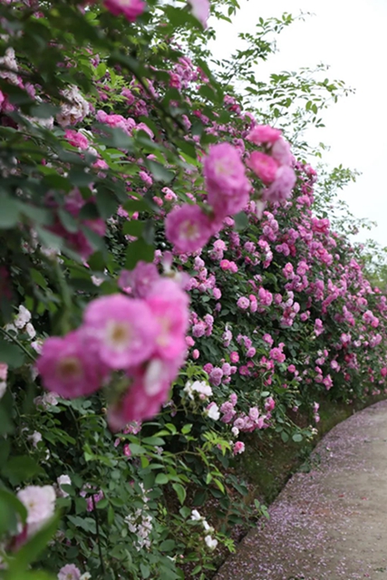 江陽薔薇開了！來一套田園寫真集不香嗎？(圖2)