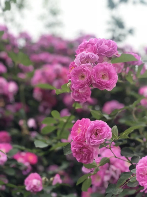 江陽薔薇開了！來一套田園寫真集不香嗎？(圖7)