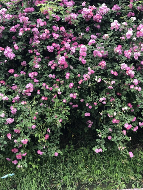 江陽薔薇開了！來一套田園寫真集不香嗎？(圖5)