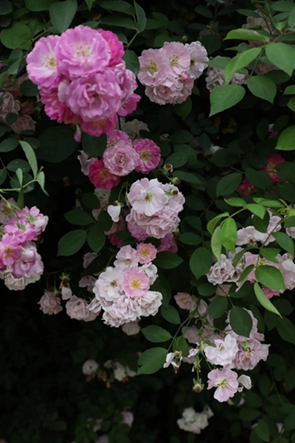 江陽薔薇開了！來一套田園寫真集不香嗎？(圖4)