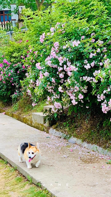 江陽薔薇開了！來一套田園寫真集不香嗎？(圖6)