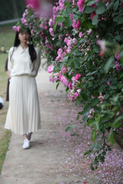 江陽薔薇開了！來一套田園寫真集不香嗎？(圖8)