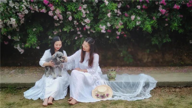 江陽薔薇開了！來一套田園寫真集不香嗎？(圖12)