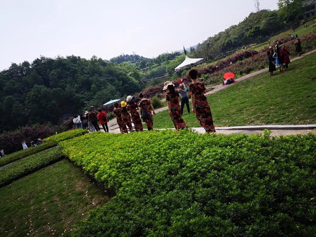江陽薔薇開了！來一套田園寫真集不香嗎？(圖17)
