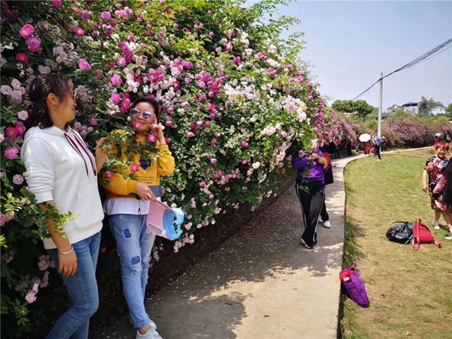 江陽薔薇開了！來一套田園寫真集不香嗎？(圖15)