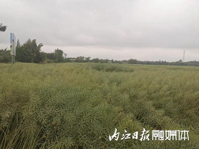 投入減少，產(chǎn)量增加！內(nèi)江出了個神奇的東西