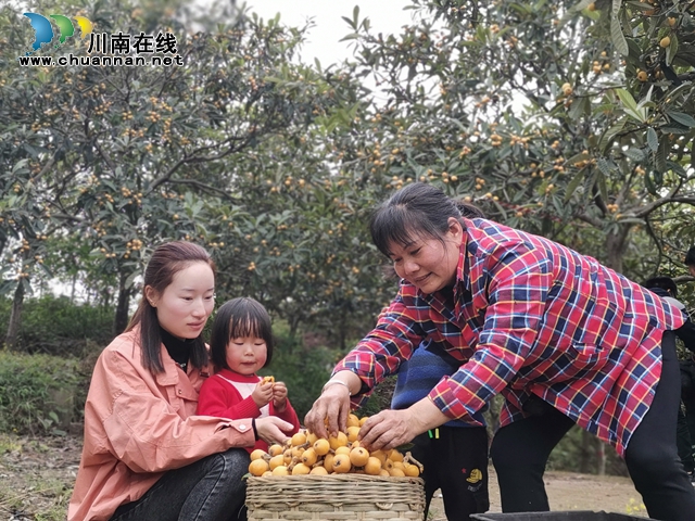 約起來！瀘縣白龍塔村千畝枇杷熟了！(圖17)