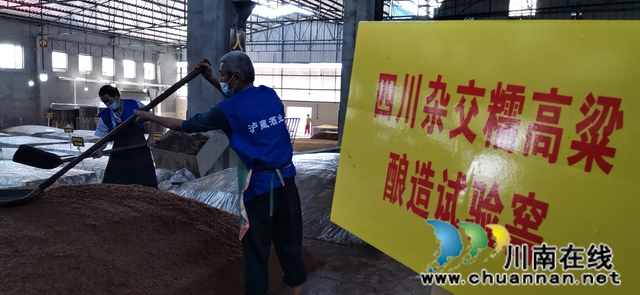 瀘州產(chǎn)區(qū)不同類型高粱釀造試驗(yàn)出酒儀式舉行(圖3)