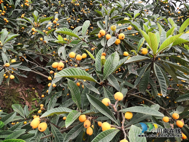 買枇杷、吃“跑山雞"、耍農(nóng)家樂…瀘縣白龍塔村聯(lián)系電話來了！(圖5)