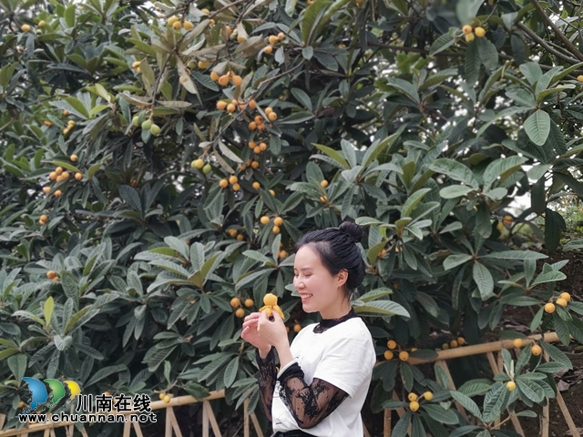 買枇杷、吃“跑山雞"、耍農(nóng)家樂…瀘縣白龍塔村聯(lián)系電話來了！(圖6)
