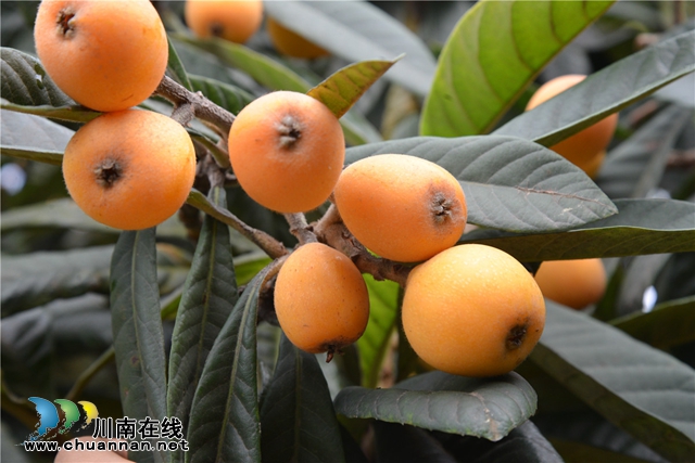 買枇杷、吃“跑山雞"、耍農(nóng)家樂…瀘縣白龍塔村聯(lián)系電話來了！(圖4)