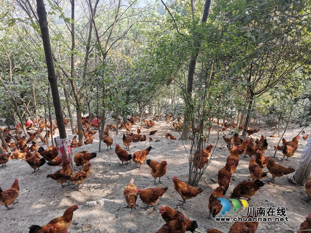 買枇杷、吃“跑山雞"、耍農(nóng)家樂…瀘縣白龍塔村聯(lián)系電話來了！(圖7)