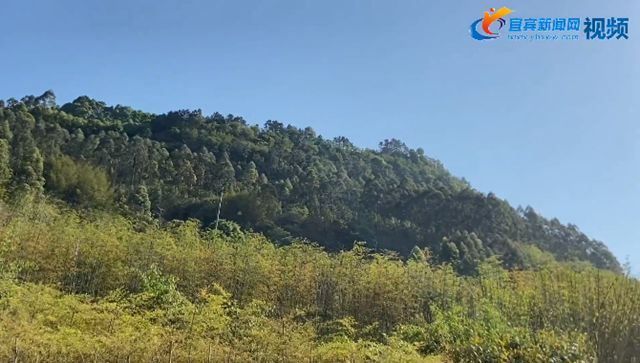 占地1萬畝！宜賓這個(gè)竹生態(tài)文化主題公園國慶前達(dá)到開園條件(圖4)