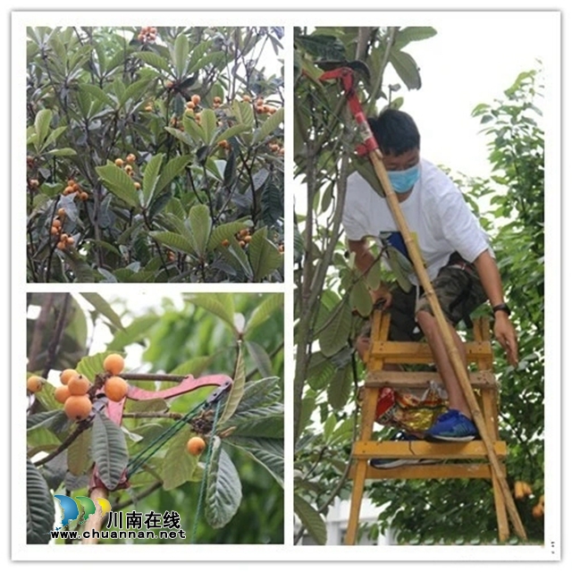 瀘縣玉蟾街道：高溫天里，孩子們?yōu)榻煌▌駥?dǎo)員獻(xiàn)上鮮花、枇杷(圖3)