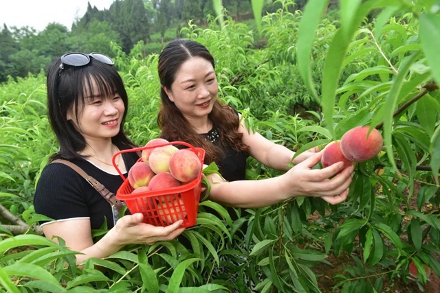 2小時(shí)賣出6000斤！內(nèi)江這個(gè)小山村來了一群“美女主播”(圖9)