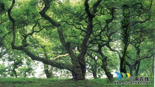 中國旅游日，在新晉網紅打卡地，幸福江陽邀你舉杯世界！(圖15)