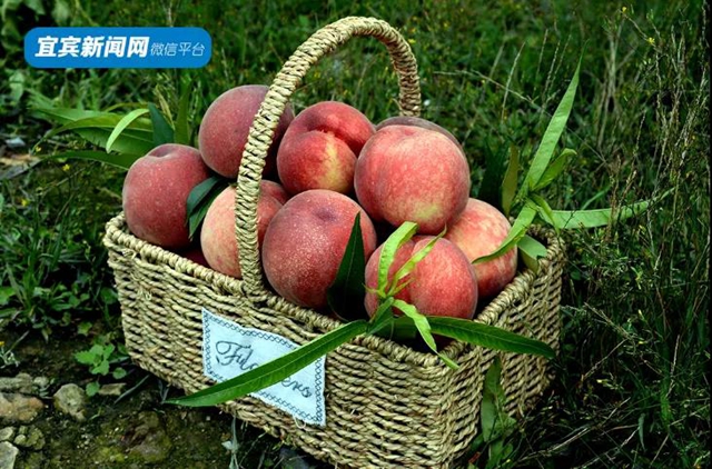 9.9元吃桃+賞花！宜賓七星山脆甜水蜜桃熟啦！離城僅10分鐘……(圖11)