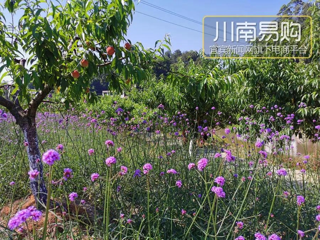 9.9元吃桃+賞花！宜賓七星山脆甜水蜜桃熟啦！離城僅10分鐘……(圖15)