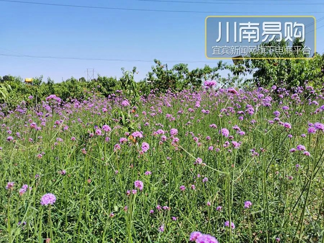 9.9元吃桃+賞花！宜賓七星山脆甜水蜜桃熟啦！離城僅10分鐘……(圖14)