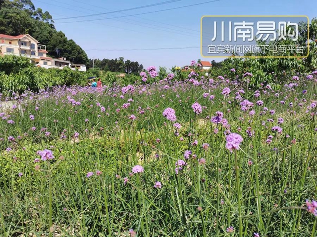 9.9元吃桃+賞花！宜賓七星山脆甜水蜜桃熟啦！離城僅10分鐘……(圖13)