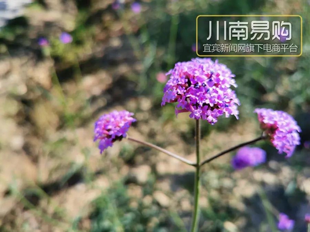 9.9元吃桃+賞花！宜賓七星山脆甜水蜜桃熟啦！離城僅10分鐘……(圖16)