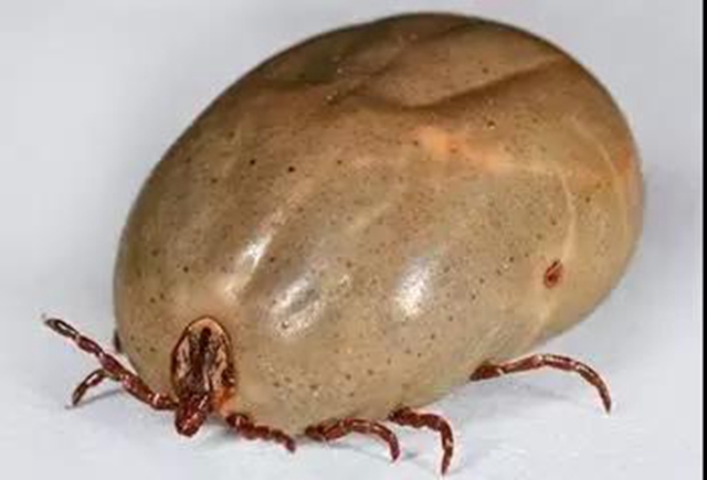 【分享】不是所有蟲子都能拍死！夏天碰到這些蟲子千萬小心