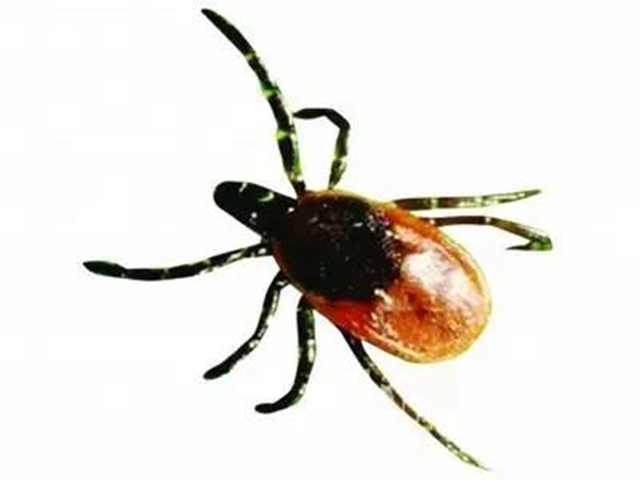 【分享】不是所有蟲子都能拍死！夏天碰到這些蟲子千萬小心(圖3)