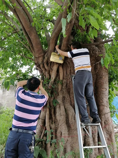 圍觀！內(nèi)江這些“老古董”有了“身份證”(圖1)