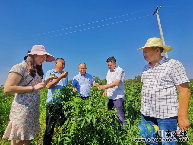 瀘縣立石鎮(zhèn)普照村：駐村工作隊(duì)讓黨的惠民政策普照千萬(wàn)家(圖5)