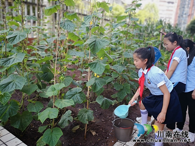 瀘州十八中：“十八方塘”承包到戶了，學(xué)生娃紛紛爭當(dāng)“農(nóng)場主” (圖4)