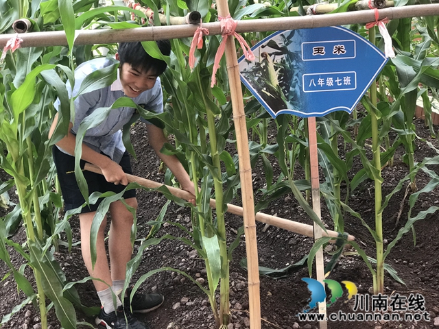 瀘州十八中：“十八方塘”承包到戶了，學(xué)生娃紛紛爭當(dāng)“農(nóng)場主” (圖5)