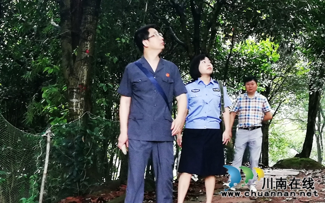  涉金融專項執(zhí)行高潮再起！納溪法院依法”活封“703株景觀樹(圖4)