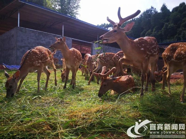 規(guī)模川南最大！宜賓這個梅花鹿基地的老板是個90后(圖2)