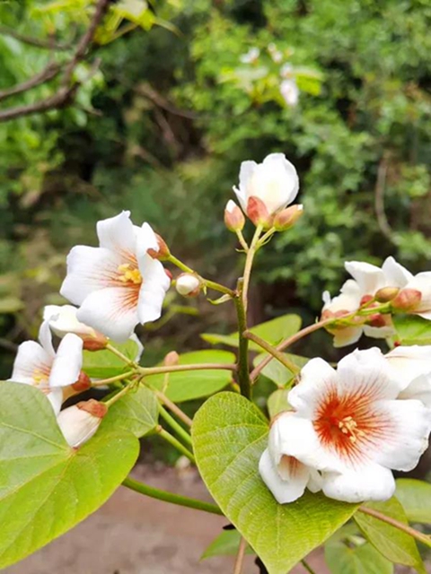 花海圍繞！內(nèi)江這里藏了個(gè)原始峽谷，美得不動(dòng)聲色(圖2)