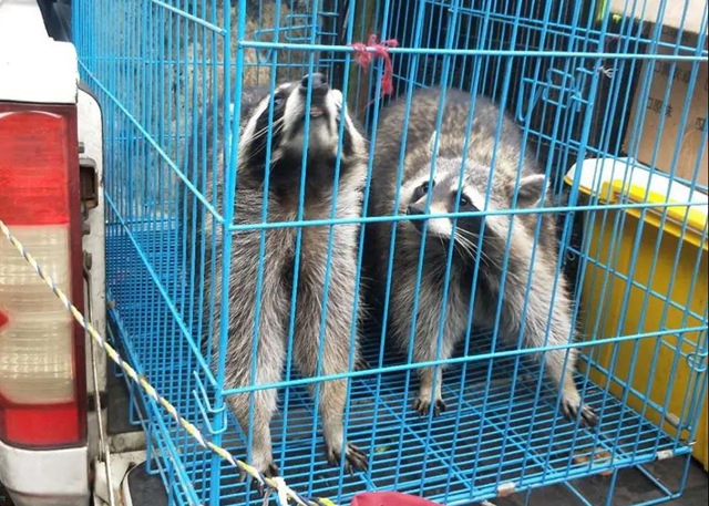 瀘州市公安局森林警察支隊授牌?。吃乱詠砥偏@陸生野生動物案件88件(圖6)
