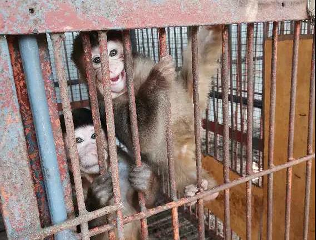 瀘州市公安局森林警察支隊授牌?。吃乱詠砥偏@陸生野生動物案件88件(圖16)