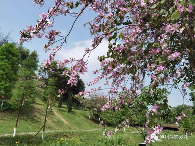 瀘州市植物園申報(bào)省級(jí)重點(diǎn)公園(圖5)