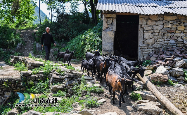 脫貧路上一個(gè)都不能少！敘永苗族老人重操舊業(yè)趕著羊群奔小康(圖2)