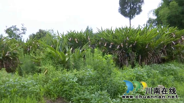 合江縣鼓樓山村“海歸”職業(yè)經(jīng)理人鄧啟明：走出“小家”，心存“大家”(圖3)