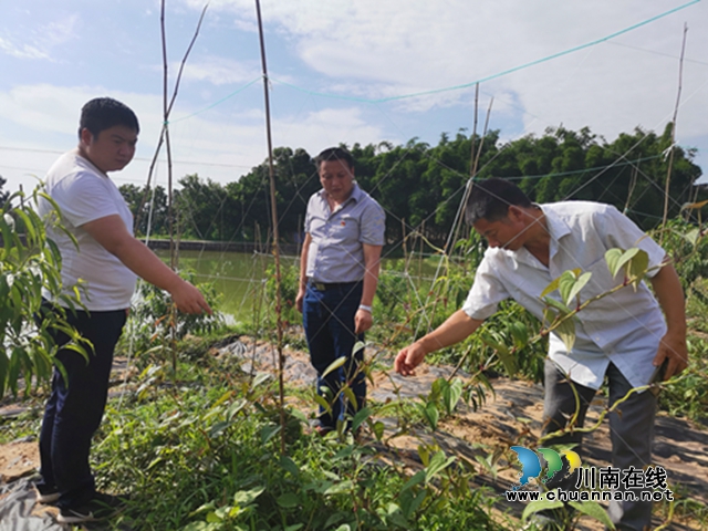 瀘縣兆雅鎮(zhèn)：駐村工作隊精準施策 型家村脫貧產業(yè)開花結果(圖5)