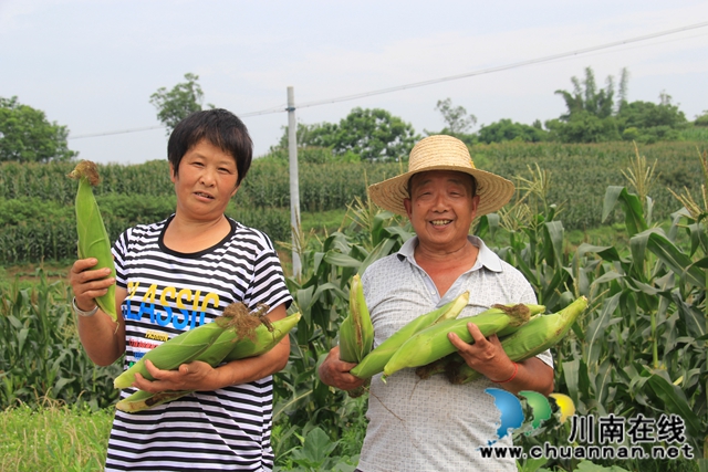 瀘縣云龍鎮(zhèn)：訂單農(nóng)業(yè)讓農(nóng)戶種地省心有賺頭(圖4)