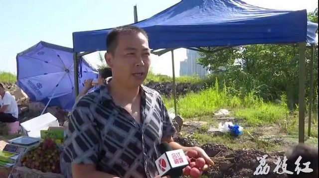 【荔枝紅了】合江荔枝開始上市了！(圖4)