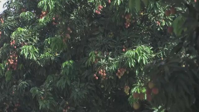 【荔枝紅了】合江荔枝開始上市了！(圖9)