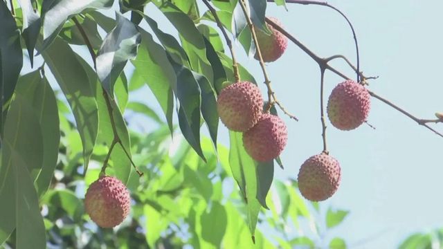 【荔枝紅了】合江荔枝開始上市了！(圖10)