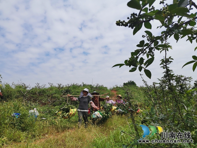 瀘縣太伏鎮(zhèn)：返鄉(xiāng)創(chuàng)業(yè)種藤椒，荒山長(zhǎng)出搖錢樹(圖2)