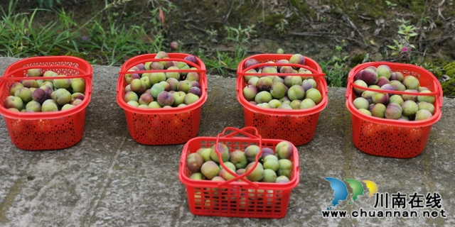 合江縣大橋鎮(zhèn)：與“李” 相約，520畝茵紅李等你來摘！