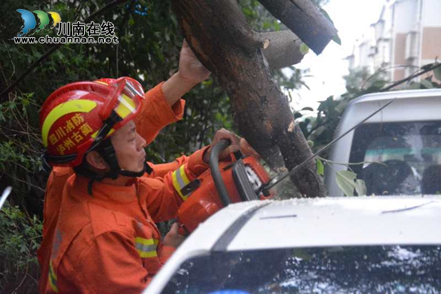 大風(fēng)刮倒大樹壓車堵路　瀘州消防火速排險(圖3)