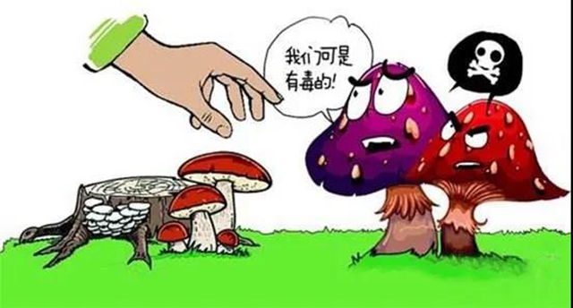 中毒175例！瀘州拉響預防誤食野生菌警報
